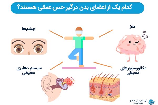 اعضای درگیر حس عمقی