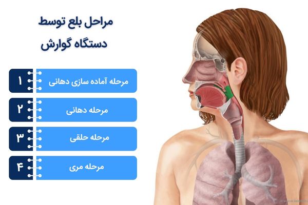 مراحل بلع در بدن
