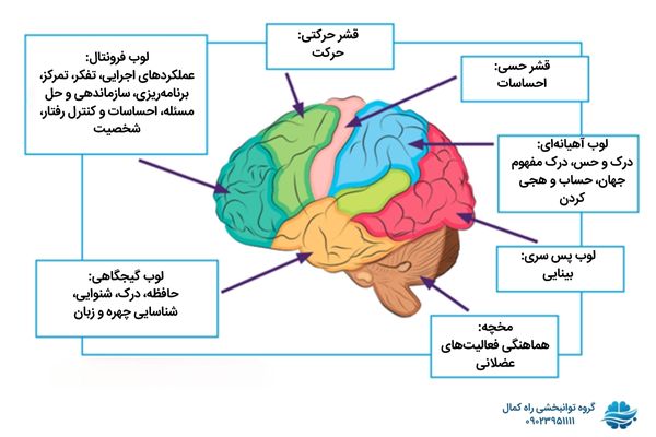 کاربرد قسمت های مختلف مغز